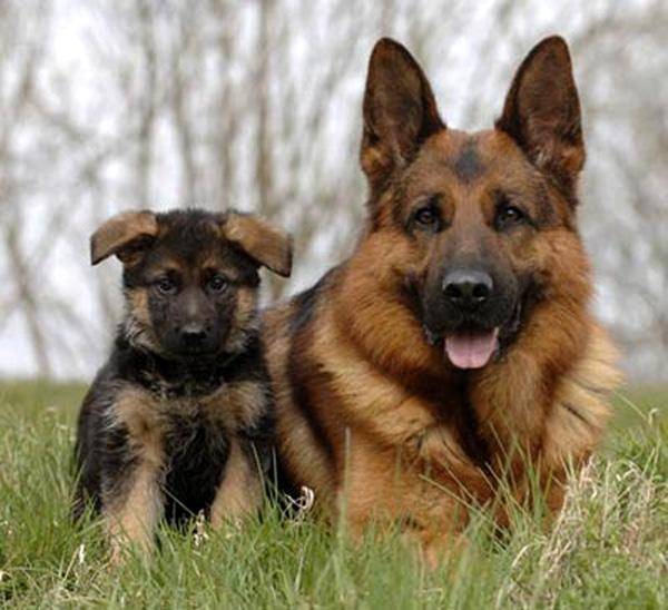 Hunter and Honey - Berger Allemand (10 ans)
