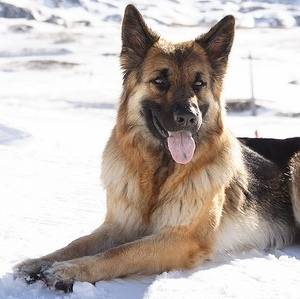 Zeus - Berger Allemand Mâle