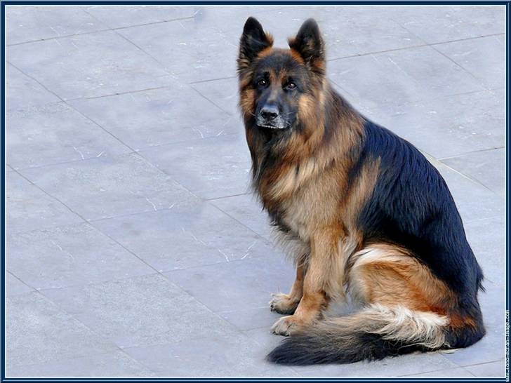 jetro - Berger Allemand Mâle (3 ans)