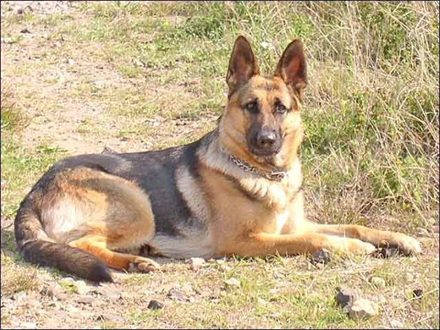 Mimi - Berger Allemand (1 an)