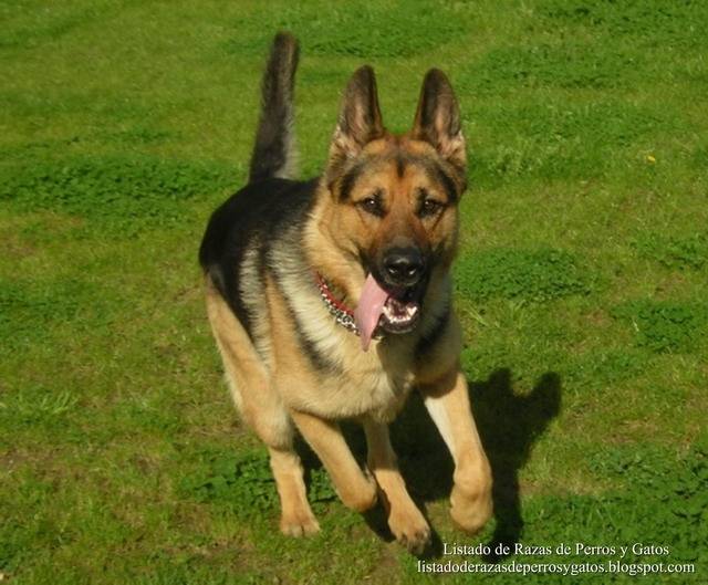 TOMY - Berger Allemand Mâle (4 ans)