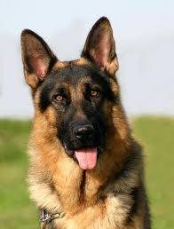 Rabito - Berger Allemand Mâle (4 ans)