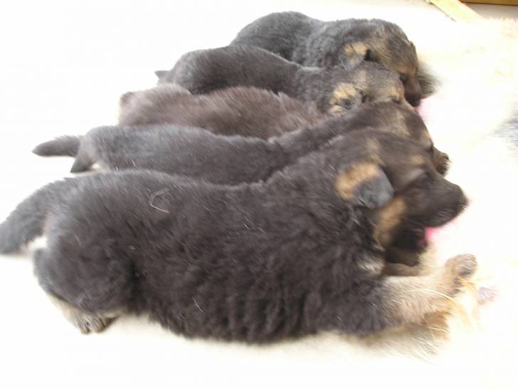 Toby, Sharpey, Ryan, Gabriela - Berger Allemand Mâle (5 mois)