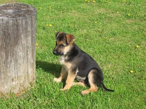 Dina - Berger Allemand
