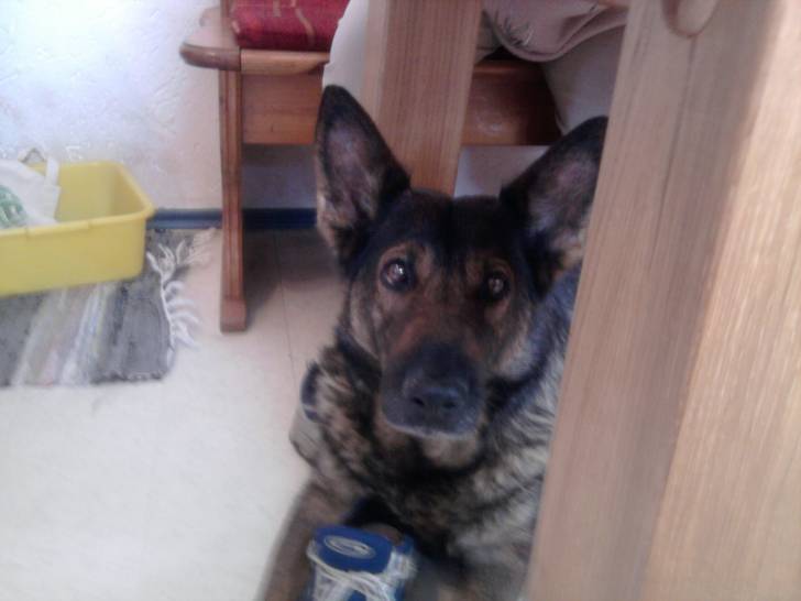 Alex - Berger Allemand (8 ans)