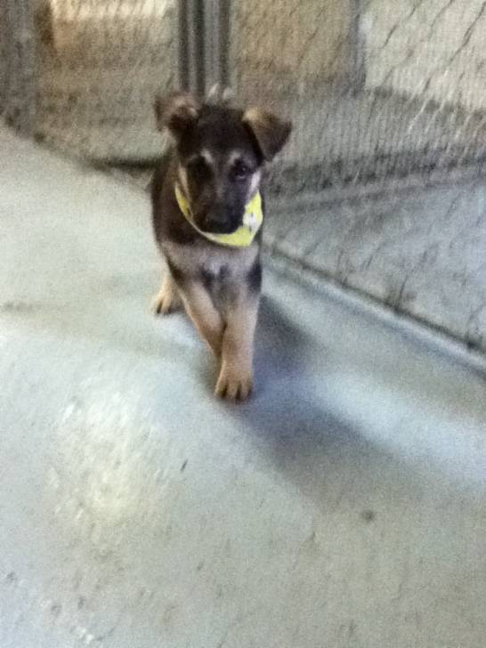 Rex - Berger Allemand Mâle (5 mois)
