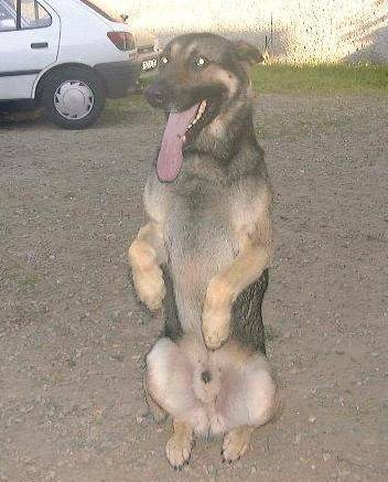 ALF - Berger Allemand Mâle (13 ans)