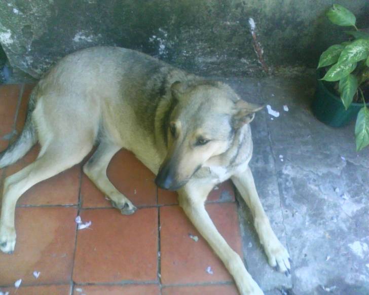 malena - Berger Allemand (4 ans)