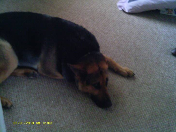 Greta - Berger Allemand (4 ans)