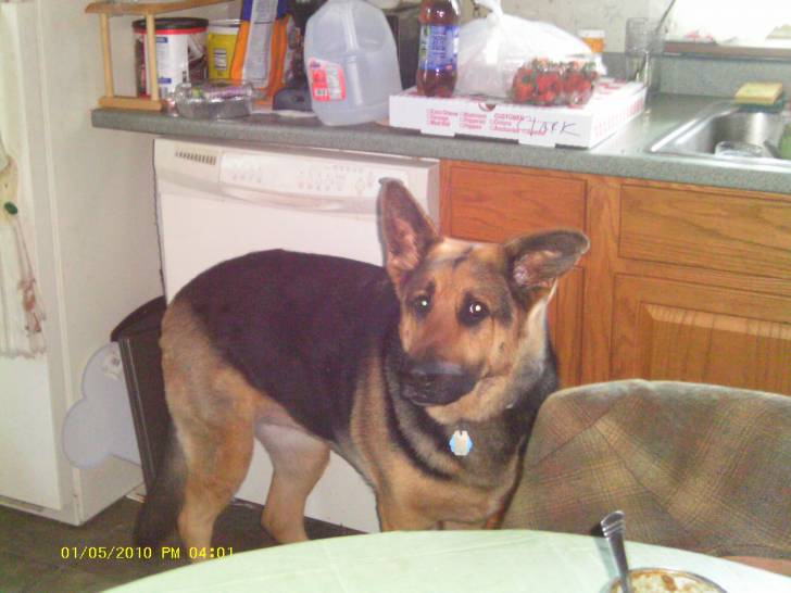 Greta - Berger Allemand (4 ans)