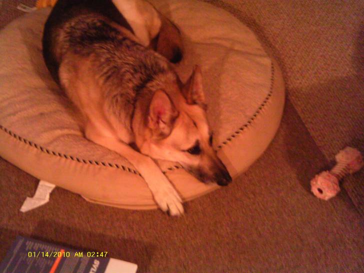 Ava - Berger Allemand (6 ans)