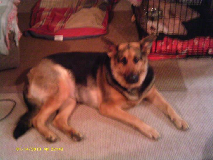 Greta - Berger Allemand (4 ans)