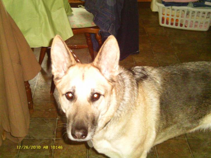 Ava - Berger Allemand (6 ans)