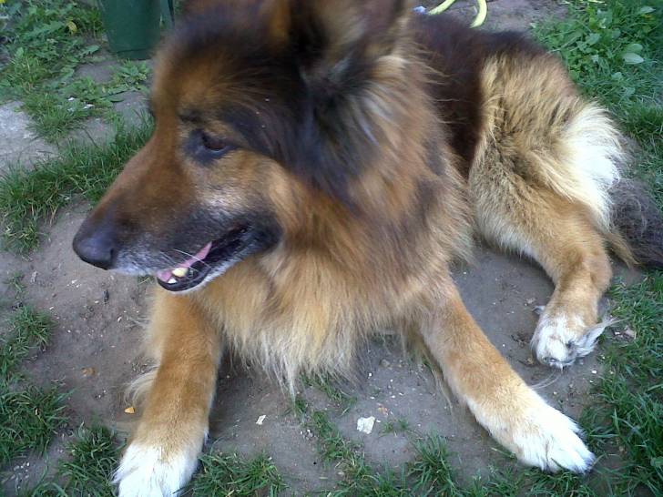 Bruno - Berger Allemand Mâle (13 ans)