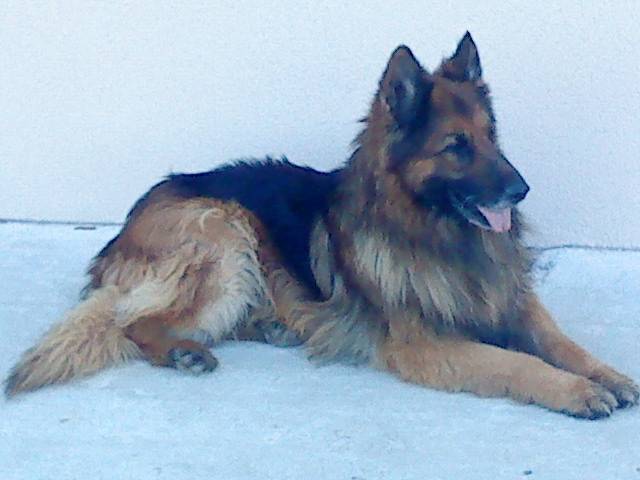 Kenny - Berger Allemand Mâle (12 ans)