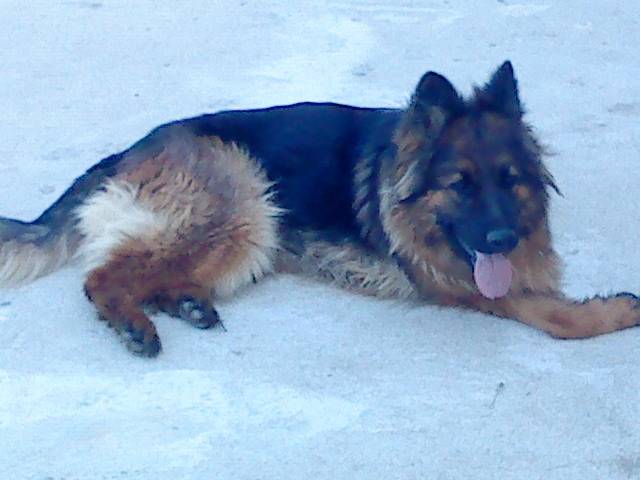 Belka - Berger Allemand (2 ans)