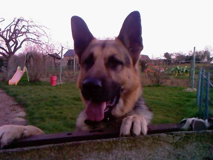 Azaro - Berger Allemand Mâle (4 ans)