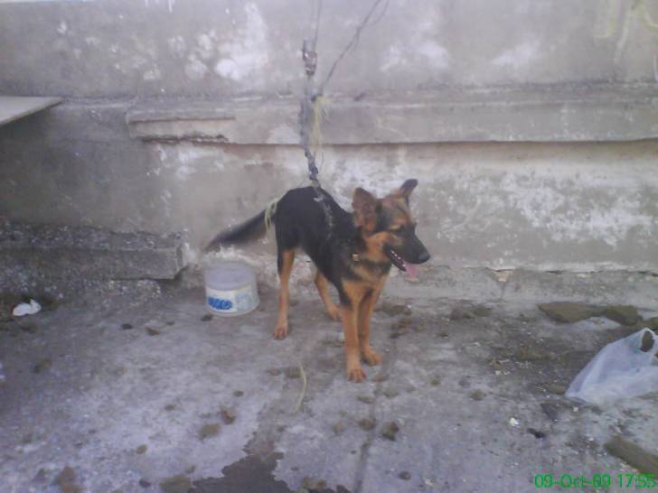 toni - Berger Allemand (4 mois)