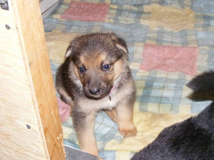 Mia - Berger Allemand (3 ans)