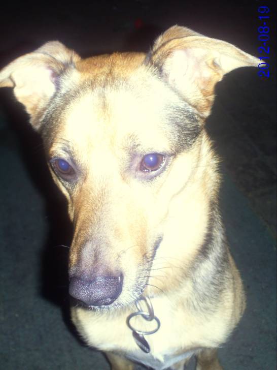 Tyson - Berger Allemand Mâle (3 ans)