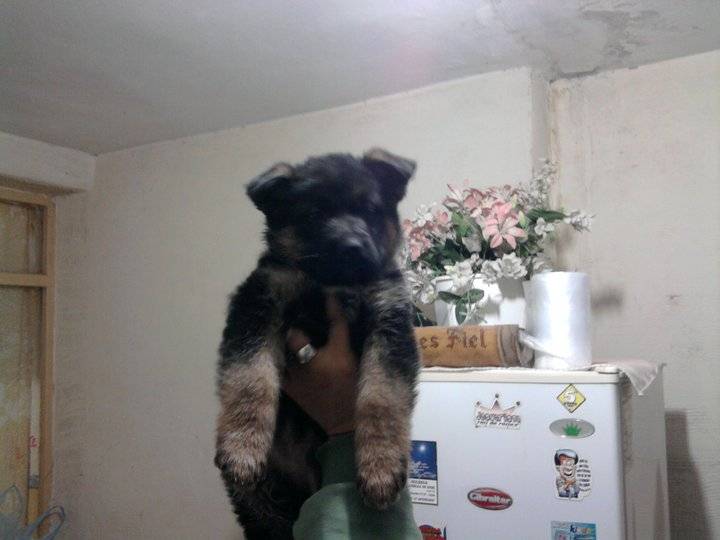 Rex - Berger Allemand Mâle (6 mois)