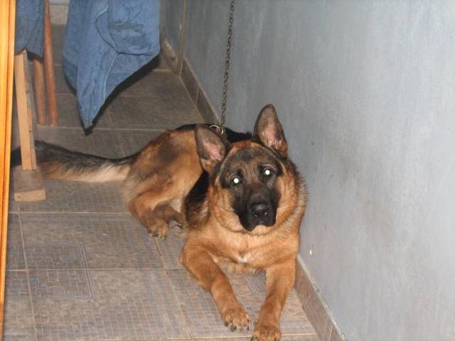 Rinty - Berger Allemand Mâle (2 ans)