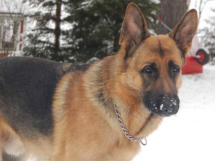 mandy - Berger Allemand Mâle (2 ans)