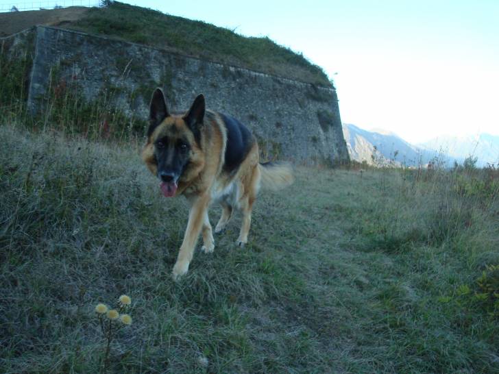 Saskia du Val de Meffrey - Berger Allemand (8 ans)