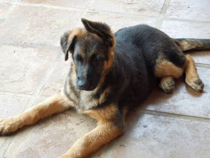 Stark - Berger Allemand Mâle (8 mois)