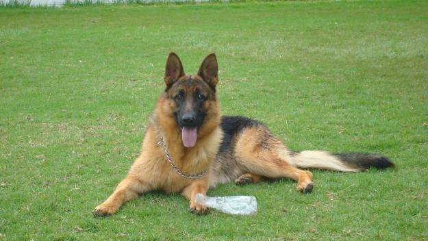 Larry - Berger Allemand Mâle (3 ans)