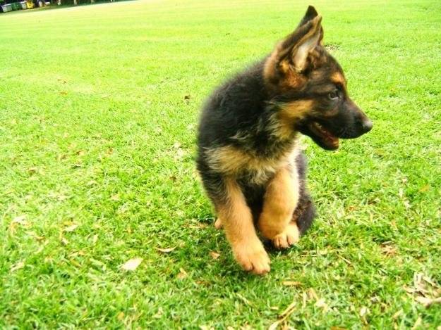 Cachorrita Mollyy :* - Berger Allemand (4 mois)
