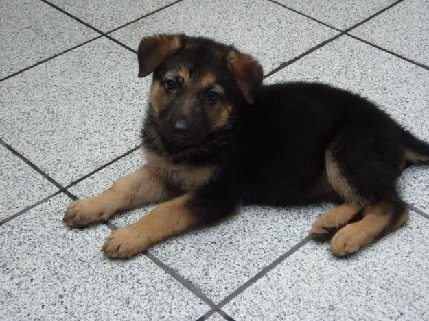 LA belleza de la vida del AMOR :* - Berger Allemand (2 mois)