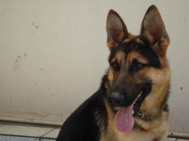 mOLLY *-* - Berger Allemand (2 mois)