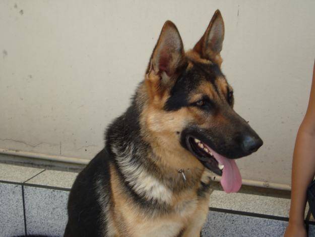 mOLLY *-* - Berger Allemand (2 mois)