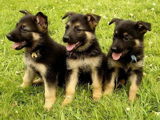 samy,lady et lobo - Berger Allemand (2 mois)
