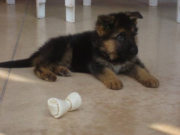 kapo - Berger Allemand Mâle (1 mois)