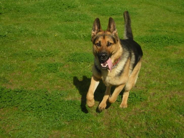 Bethoven - Berger Allemand Mâle (4 ans)