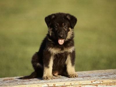 my pup - Berger Allemand (2 mois)