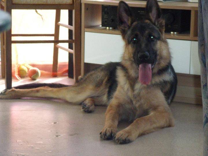 SHASTA - Berger Allemand Mâle (11 mois)