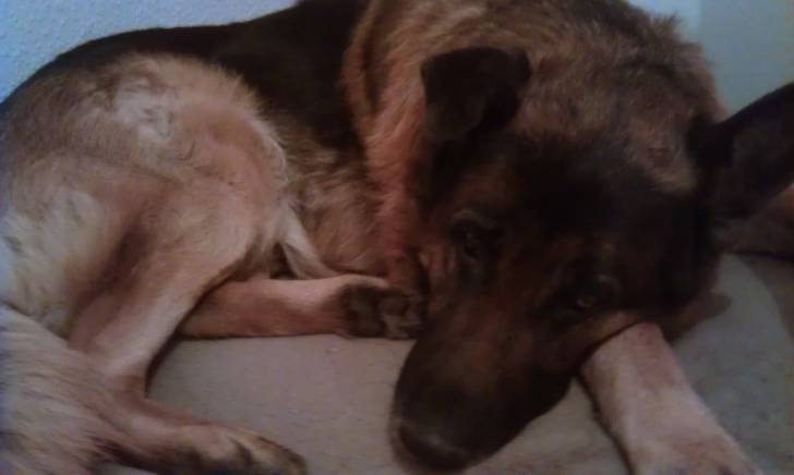 Sam - Berger Allemand Mâle (9 ans)
