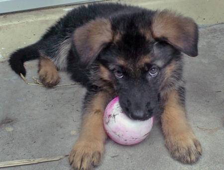 echo - Berger Allemand