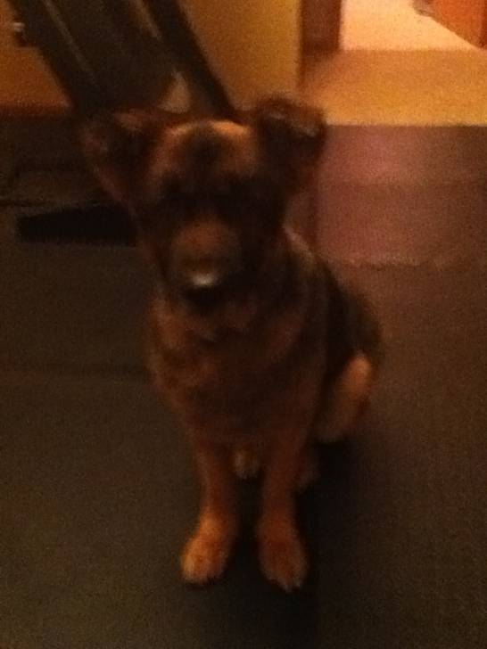 jager - Berger Allemand Mâle (9 ans)