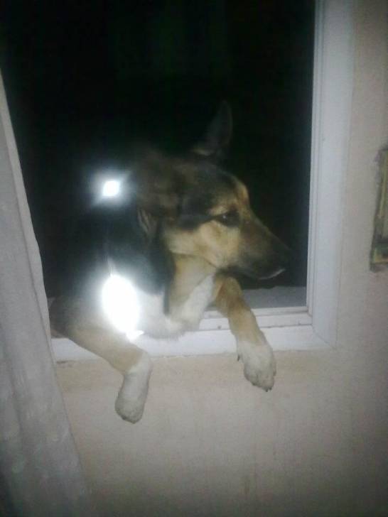 sam - Berger Allemand Mâle (10 mois)