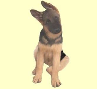 Luna - Berger Allemand (2 mois)