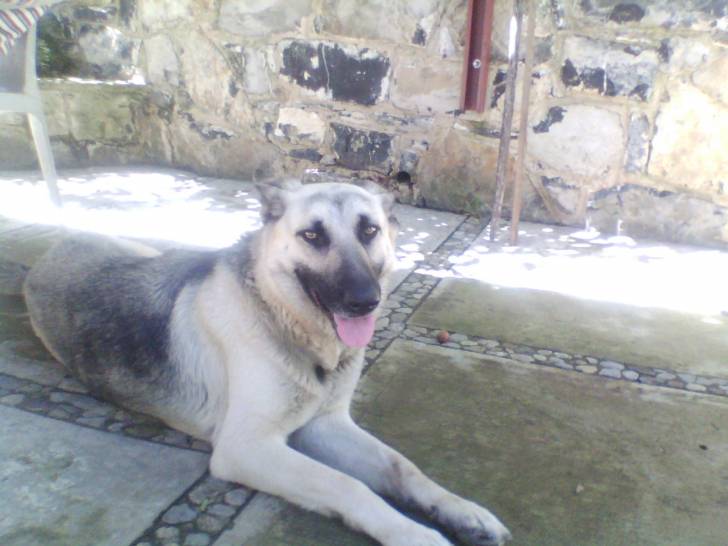 Taffy - Berger Allemand (2 ans)