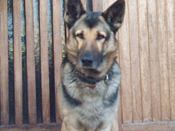 balto - Berger Allemand Mâle (11 ans)