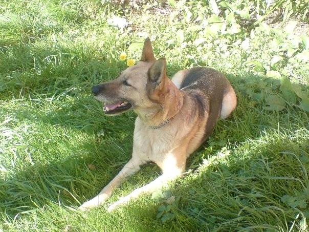 Piper - Berger Allemand (9 ans)