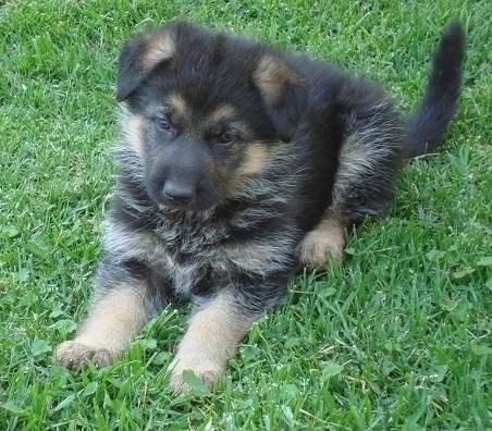 Jack - Berger Allemand Mâle (1 mois)