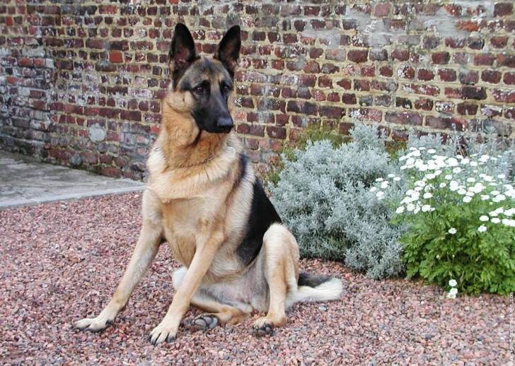 takou - Berger Allemand Mâle (5 mois)