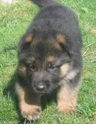 liec - Berger Allemand (1 mois)